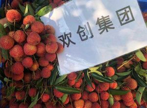 夏日好“枝”味，KY.COM_开元(中国)集团发福“荔”啦